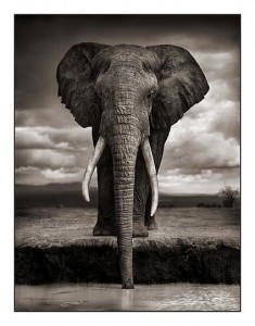 'Elephant Drinking (Amboseli 2007 Digital Fine Art Print on Hahnemühle Paper)' Foto: © Nick Brandt